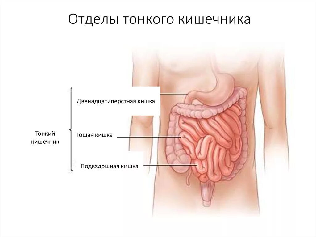 Последовательность кишечника человека. Отделы тонкого кишечника анатомия. Тонкая кишка расположение строение отделы функции. Тонкий кишечник 3 кишки строение. Тонкий кишечник строение отделы.