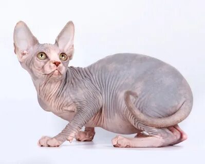 Домашние кошки сфинксы