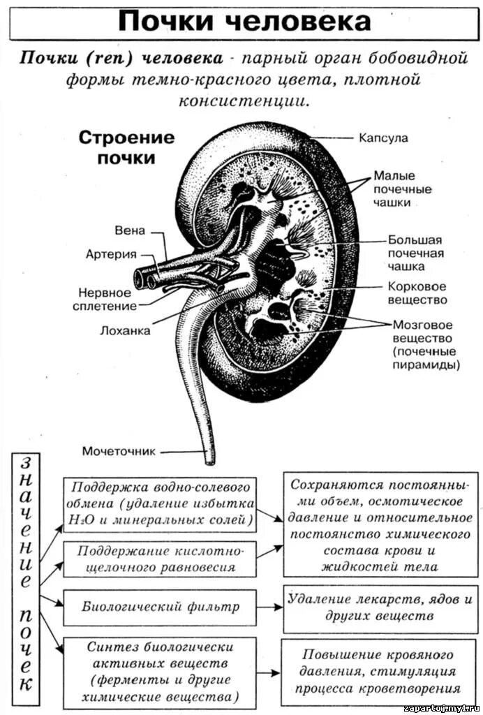 Схема строения почки человека. Мочевыделительная система строение почки. Выделительная система человека строение почки. Выделительная система человека строение и функции таблица.