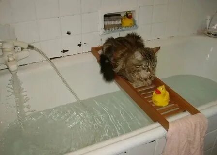 Кошка не мытый