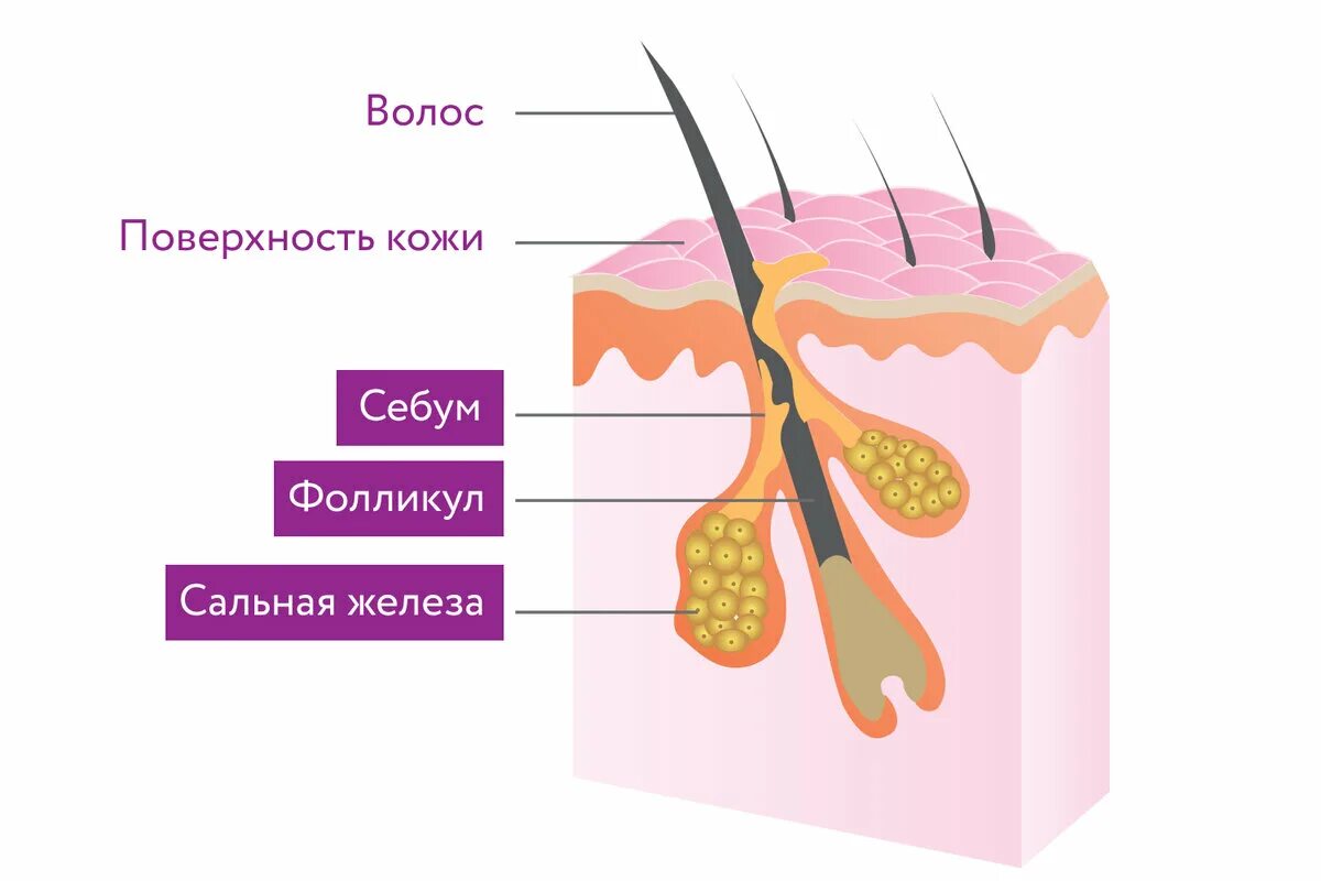 Волосяной фолликул. Волосяная луковица.