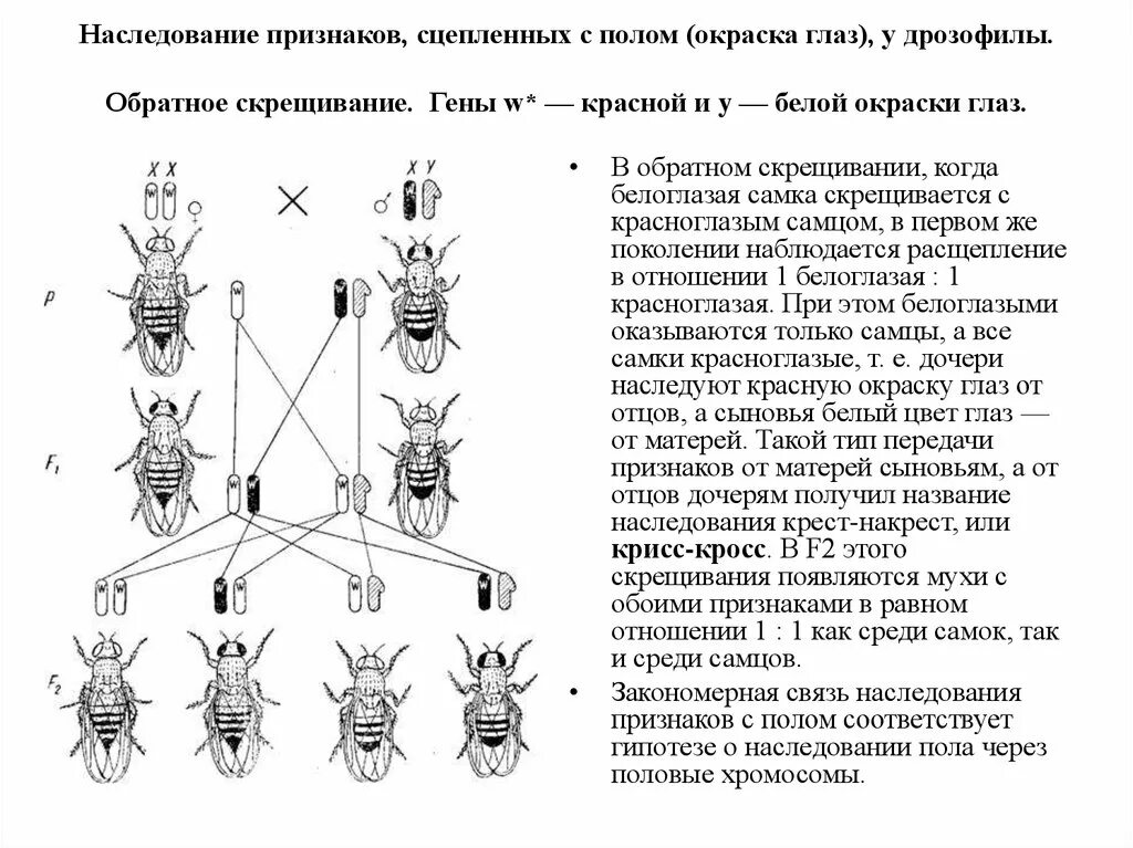 Таблица сравнения нормальных и мутантных форм дрозофил. Наследование признаков у плодовой мушки дрозофилы. Схему наследования признаков, сцепленных с полом, у дрозофилы. Наследование окраски глаз у дрозофилы. Признаки сцепленные с х хромосомой у дрозофилы.