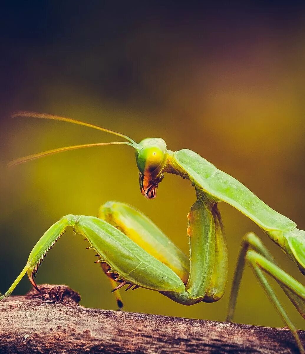 Жук богомол. Богомол Mantis religiosa самка. Богомол обыкновенный Mantis religiosa самец. Земляной богомол.