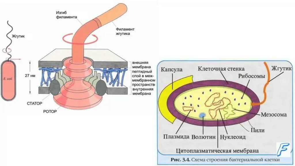 Эукариоты кишечная палочка. Строение жгутика бактериальной клетки. Строение жгутиков бактерий. Строение жгутика микробиология. Схема строения жгутика бактерий.