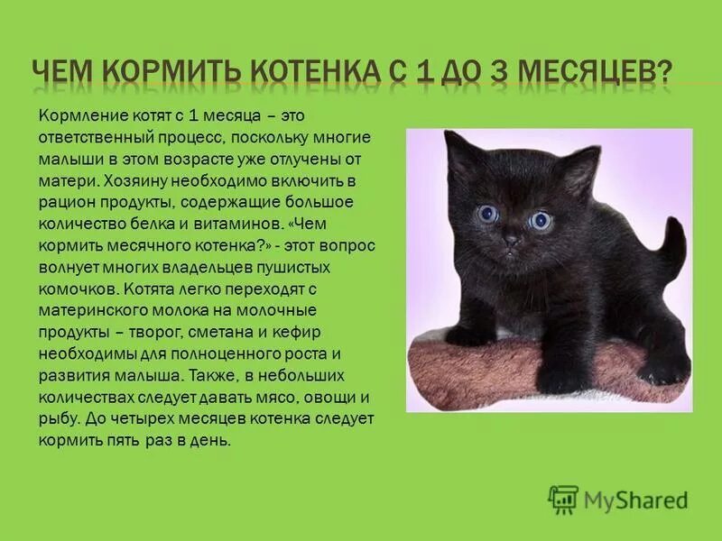 Котенку месяц чем кормить без матери. Чем кормить котенка. Чем кормить мизерного котенка. Чем можно кормить месячного котенка. Кормление месячного котенка.