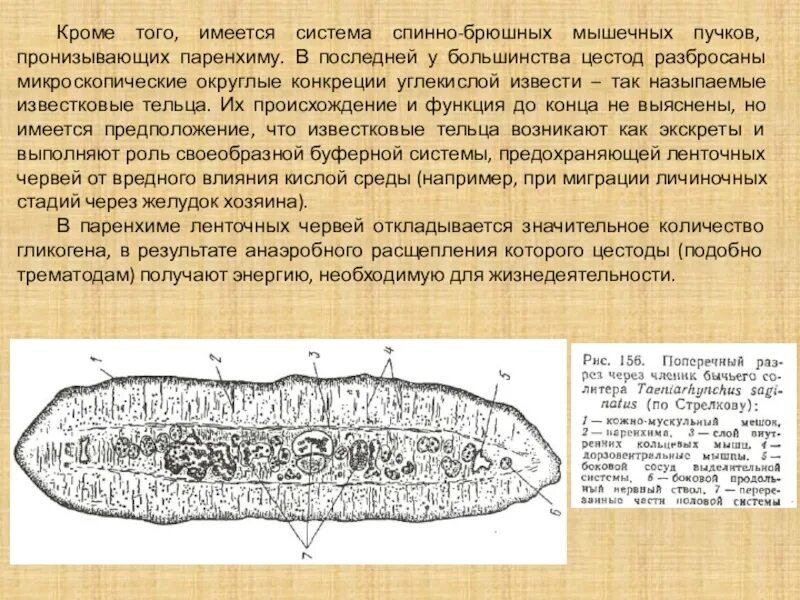 Спинно брюшном направлении. Половая система ленточных червей. Строение половой системы цестод. Мышечная система ленточных червей. Строение ленточных червей цестоды.