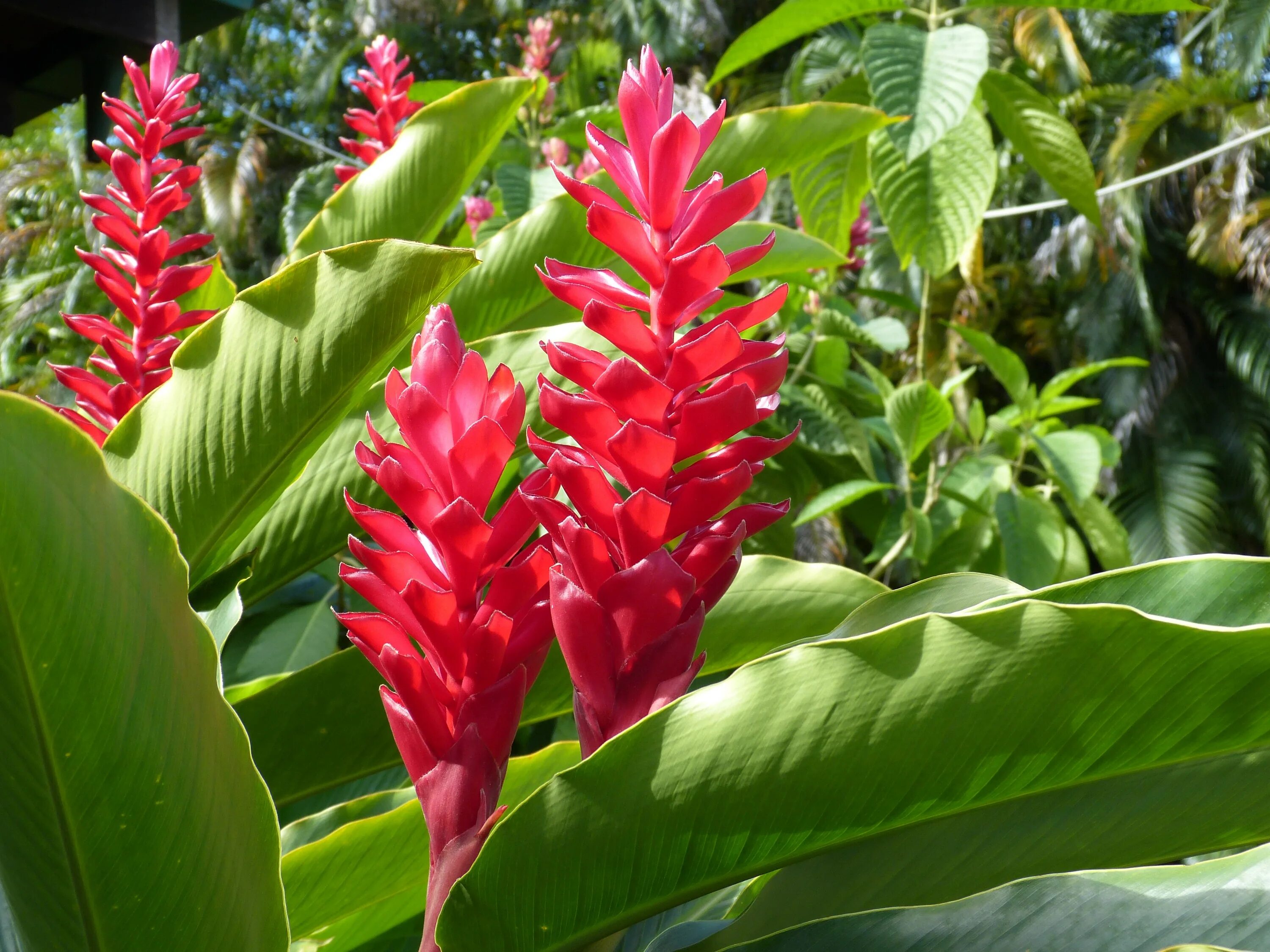 Геликония. Геликония растение. Геликония листья. Heliconia Tropical.