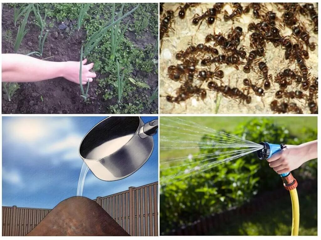 Эффективное средство от муравьев на участке. Избавляемся от муравьев в огороде. Уничтожаем муравьев в огороде. Уничтожитель садовых муравьев. Средство от муравьёв в огороде.