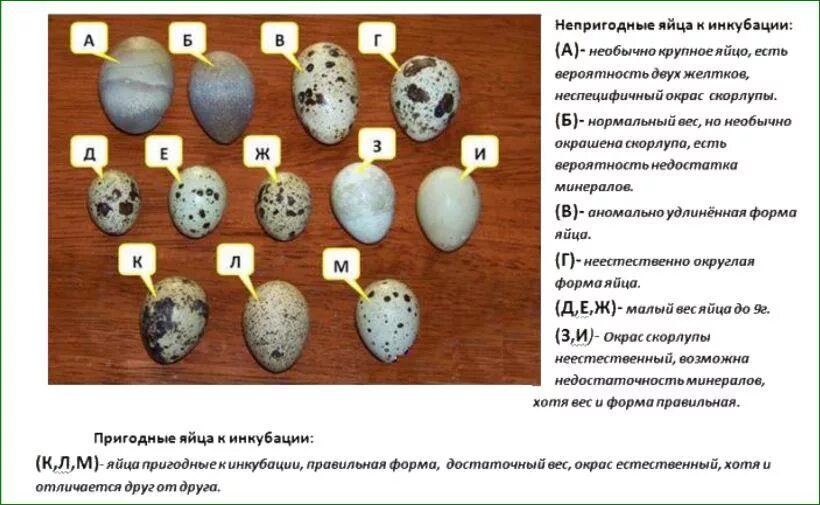 Сколько раз переворачивать яйца. Таблица инкубации перепелов. Перепела инкубация яиц. Таблица выведения перепелов в инкубаторе. Инкубация перепелов в инкубаторе Несушка.