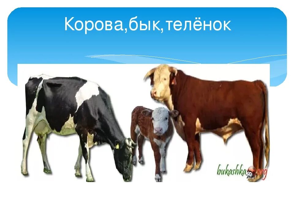 Быки. Картинка корова бык. Домашние животные корова. Бык на белом фоне. Бык.