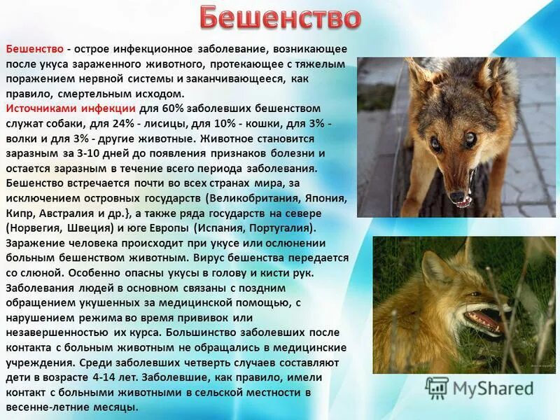 Бешеная лиса. Бешенство диких животных. Бешенство лис симптомы. Лиса больная бешенством симптомы. Животные больные бешенством.
