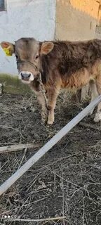 Бычки 1 год