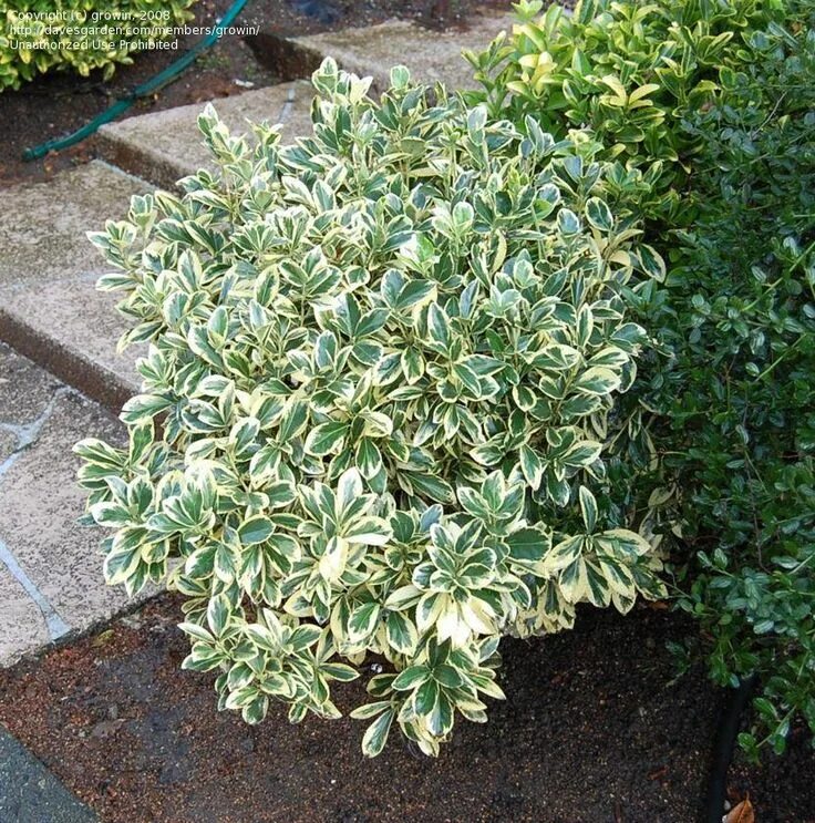 Euonymus Green Spire