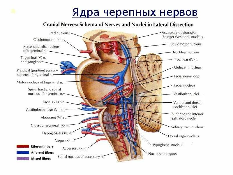 Укажите черепной нерв. Пары черепных нервов с ядрами. Двигательные ядра черепно мозговых нервов. Ядра черерепных нервов. 1 Черепной нерв ядра.