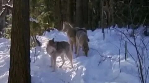 Ели волки песня майкла