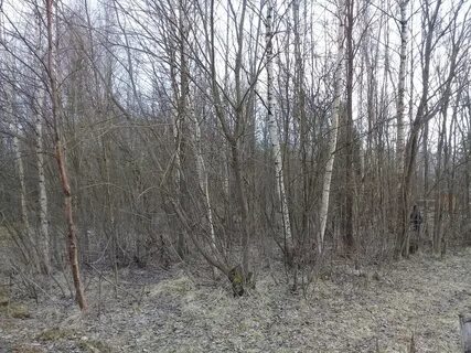 Ручьи заросшие кустами средство выразительности