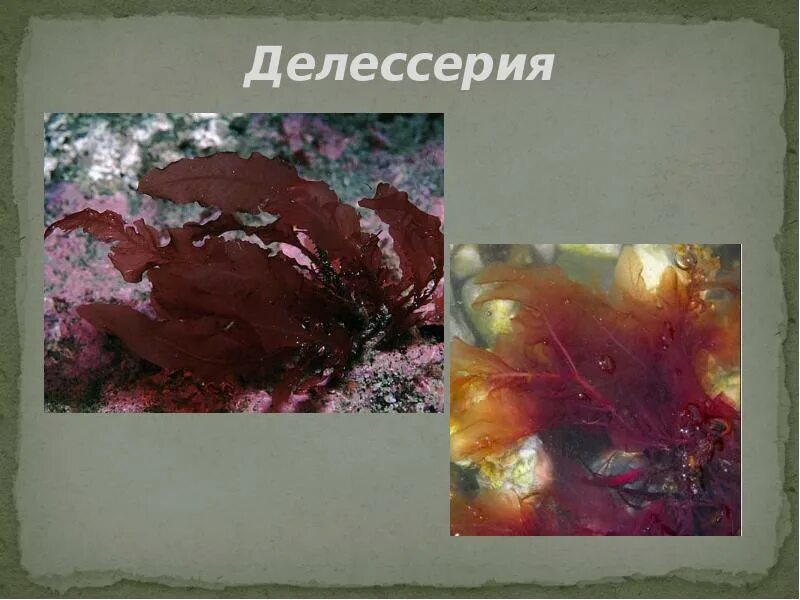 Красные водоросли 7 класс. Делессерия водоросль. Красные водоросли делессерия. Отдел красные водоросли (багрянки) делессерия. Делессерия водоросль строение.