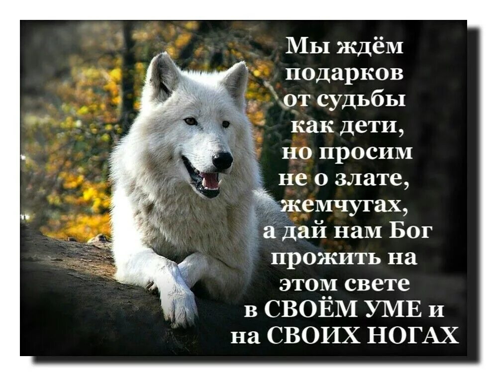 Про жизнь волков. Статусы с волками. Статусы про Волков. Статусы Волков жизнь. Статусы волк по жизни.