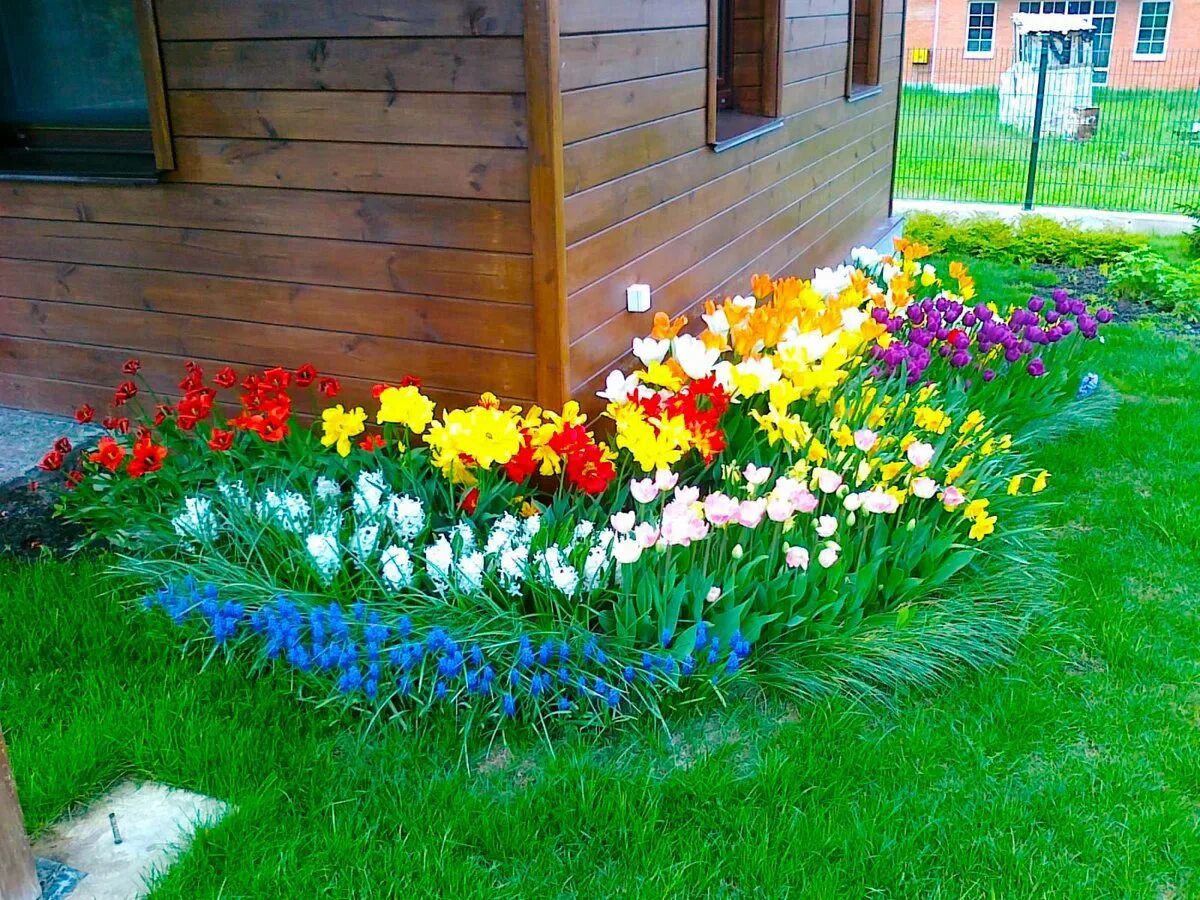 Фото клумбы с цветами возле дома. Сибирский палисадник. Миксбордер из однолетников. Красивые клумбы. Клумбы на даче.
