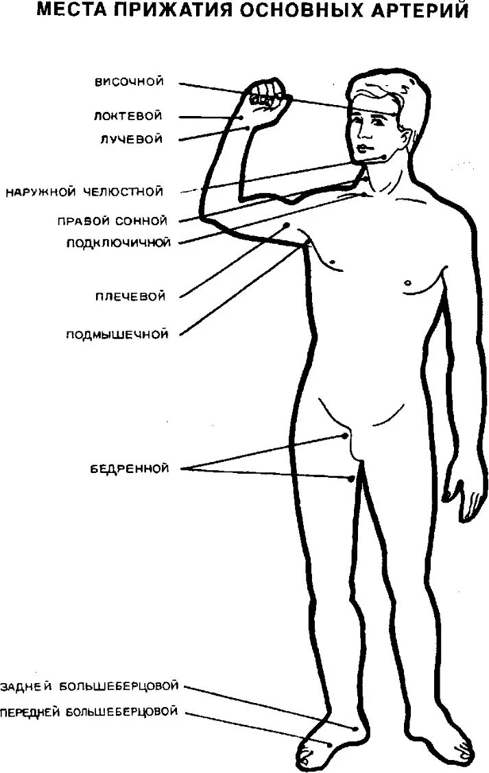 Типичные места пальцевого прижатия артерий. Типичные места для пережатия артерий на протяжении. Перечислить типичные места для пережатия артерий на протяжении. Места прижатия артерии верхней конечности.