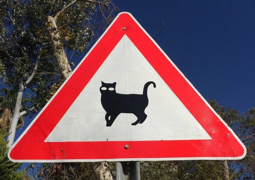 Любопытный котик. Осторожно кошки. Котик выглядывает из-за угла. Кошка выглядывает. Кот катится.