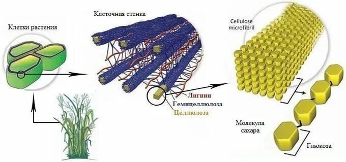 Целлюлоза лигнин гемицеллюлоза. Структура раститительно клетки Целлюлоза гемицеллюлоза лигни. Гемицеллюлоза в клеточной стенке. Строение целлюлозы и гемицеллюлозы.