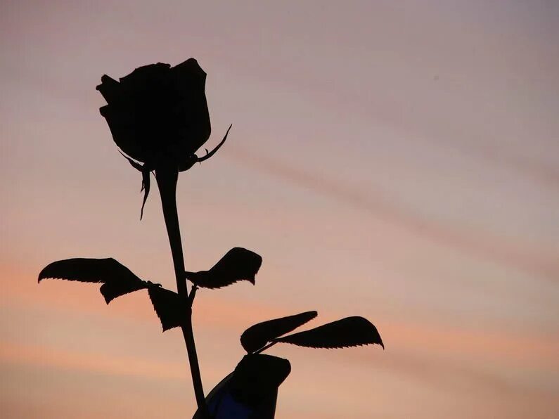 Цветок грустит. Грустный цветок. Цветы для тени. Тень розы.