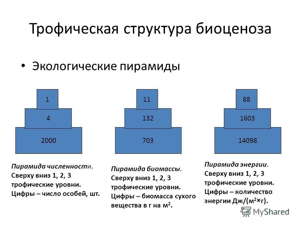 Обращенной вид. Экологические пирамиды пирамида биомасс. Экологическая пирамида биомассы и энергии. Экологические пирамиды чисел биомассы энергии. 3 Типа экологических пирамид.