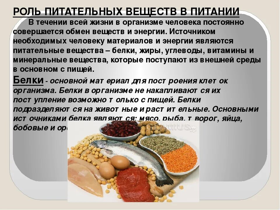 Биологическая роль питания. Жиры в пищевых продуктах. Роль питательных веществ в организме человека. Питание пищевые вещества. Белки жиры углеводы в организме человека.