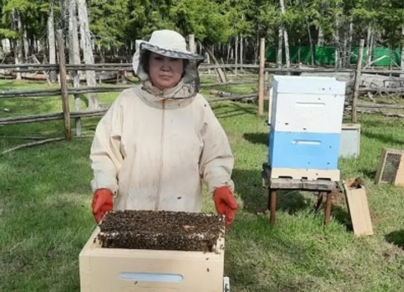 Пчеловодство в Якутии. Якутский пчеловод. Пчелы в Якутии. Бессотовый пчелопакет.