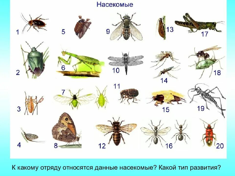 Распространенные виды насекомых. Класс насекомые. представители насекомых. класс насекомые отряды. представители класса насекомые.