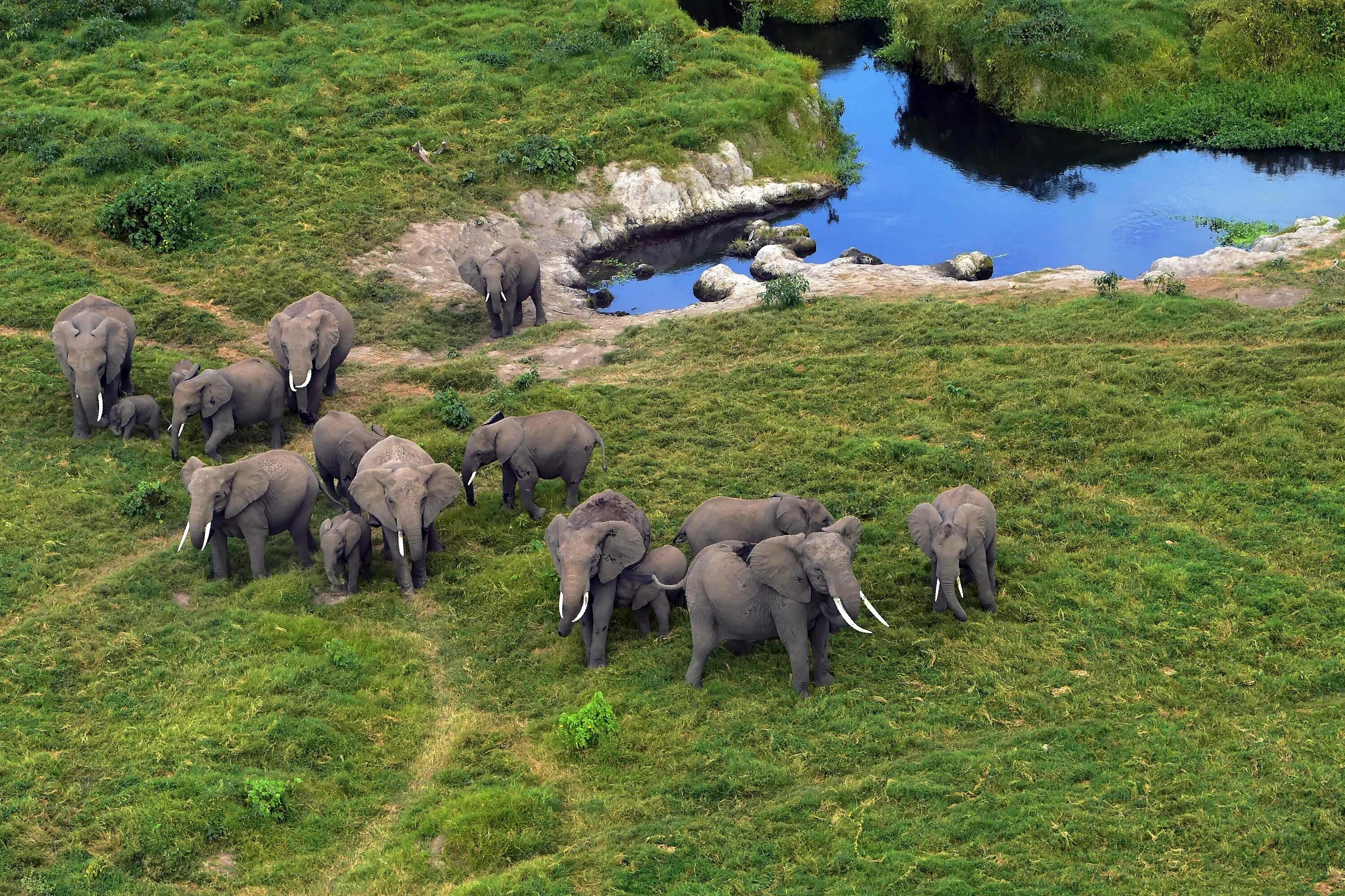 Национальный парк Амбосели слоны. Слоны в национальном парке Амбосели, Кения. Elephant Hills Зимбабве. Животный мир парка Амбосели. Дикие животные островов