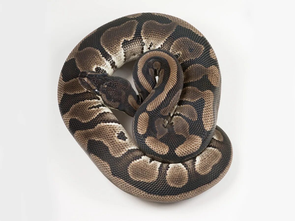 Питон Региус ред. Axanthic Ball Python. Королевский питон полосатый. Змея питон икеа.