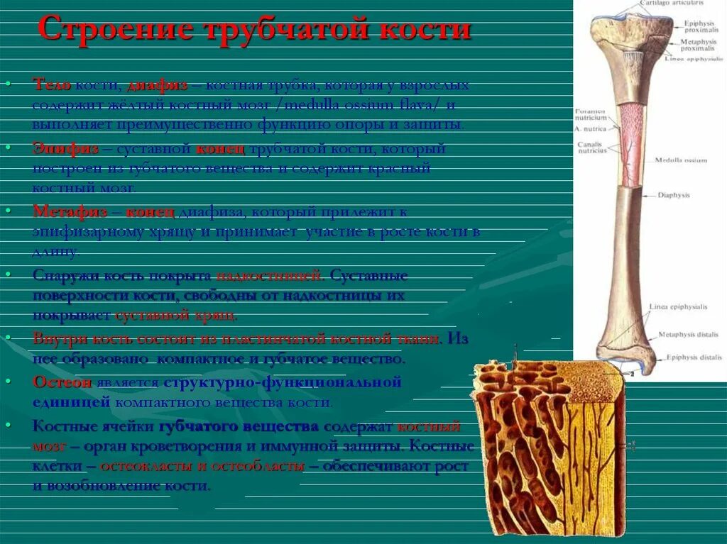 6 трубчатых костей. Трубчатые кости клиническая анатомия. Строение трубчатой кости эпифиз диафиз. Головка трубчатой кости функции. Строение и функции трубчатой кости.