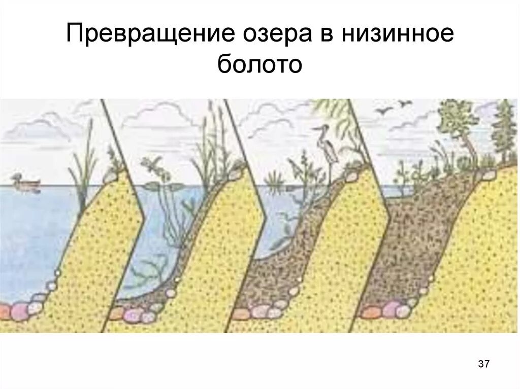 Этап болото. Превращение озера в Низинное болото. Вторичная сукцессия схема. Строение болота. Схема болота.