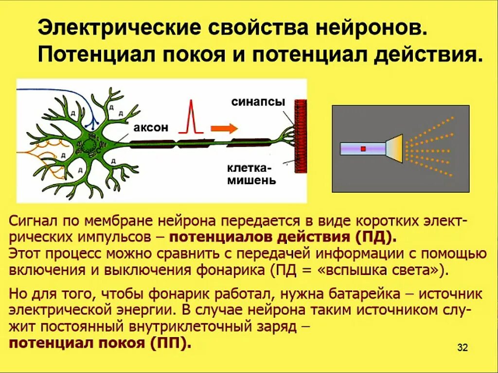 Процесс возбуждения нервных клеток. Мембранный потенциал покоя нейрона. Потенциал покоя и потенциал действия нейрона. Нейрон процесс. Электрические свойства нейроно.