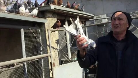 Голуби бучеловский