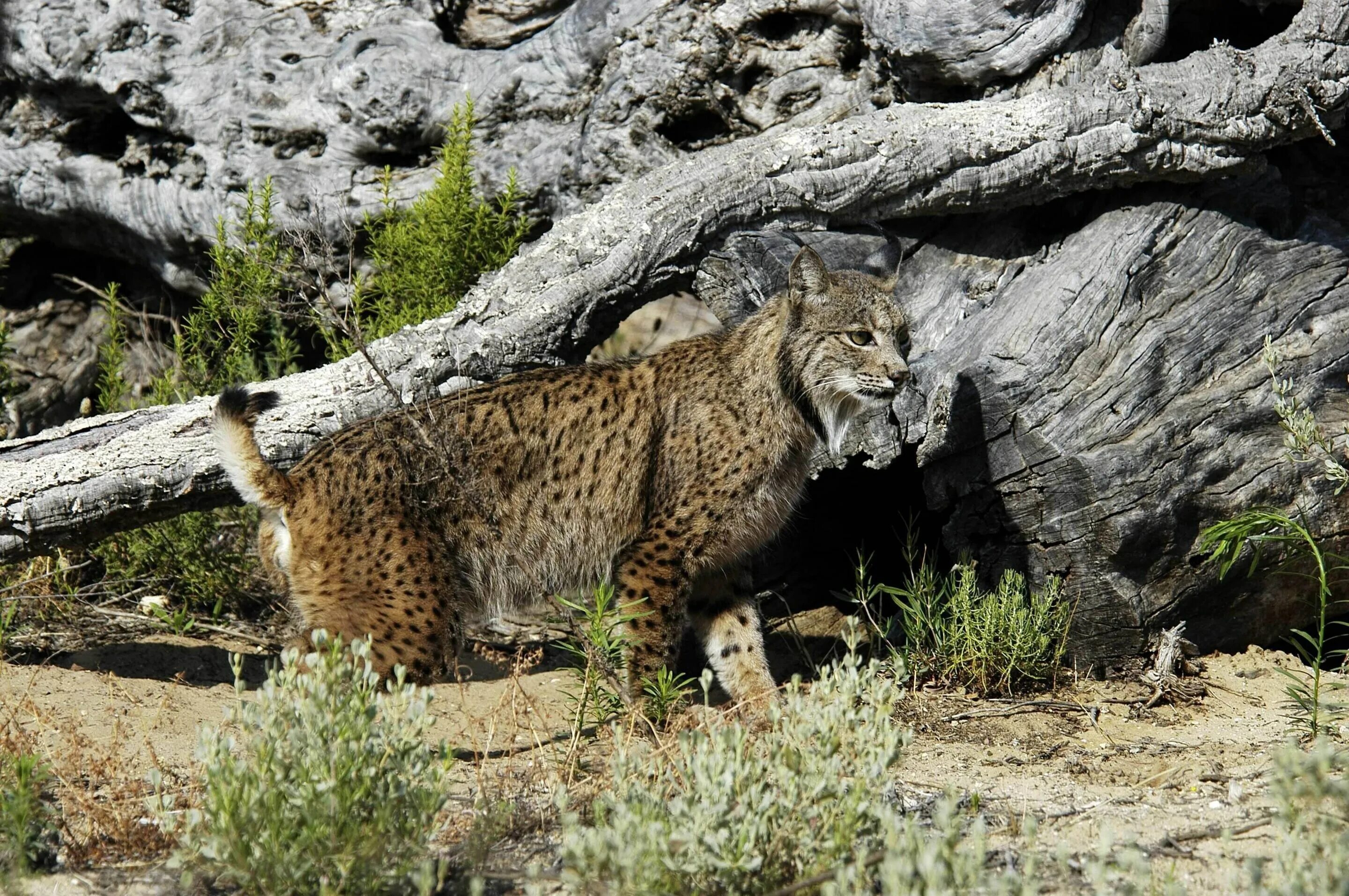 Пиренейская и Иберийская Рысь. Пиренейская (испанская) Рысь. Lynx pardinus Пиренейская Рысь. Иберийская (испанская) Рысь.