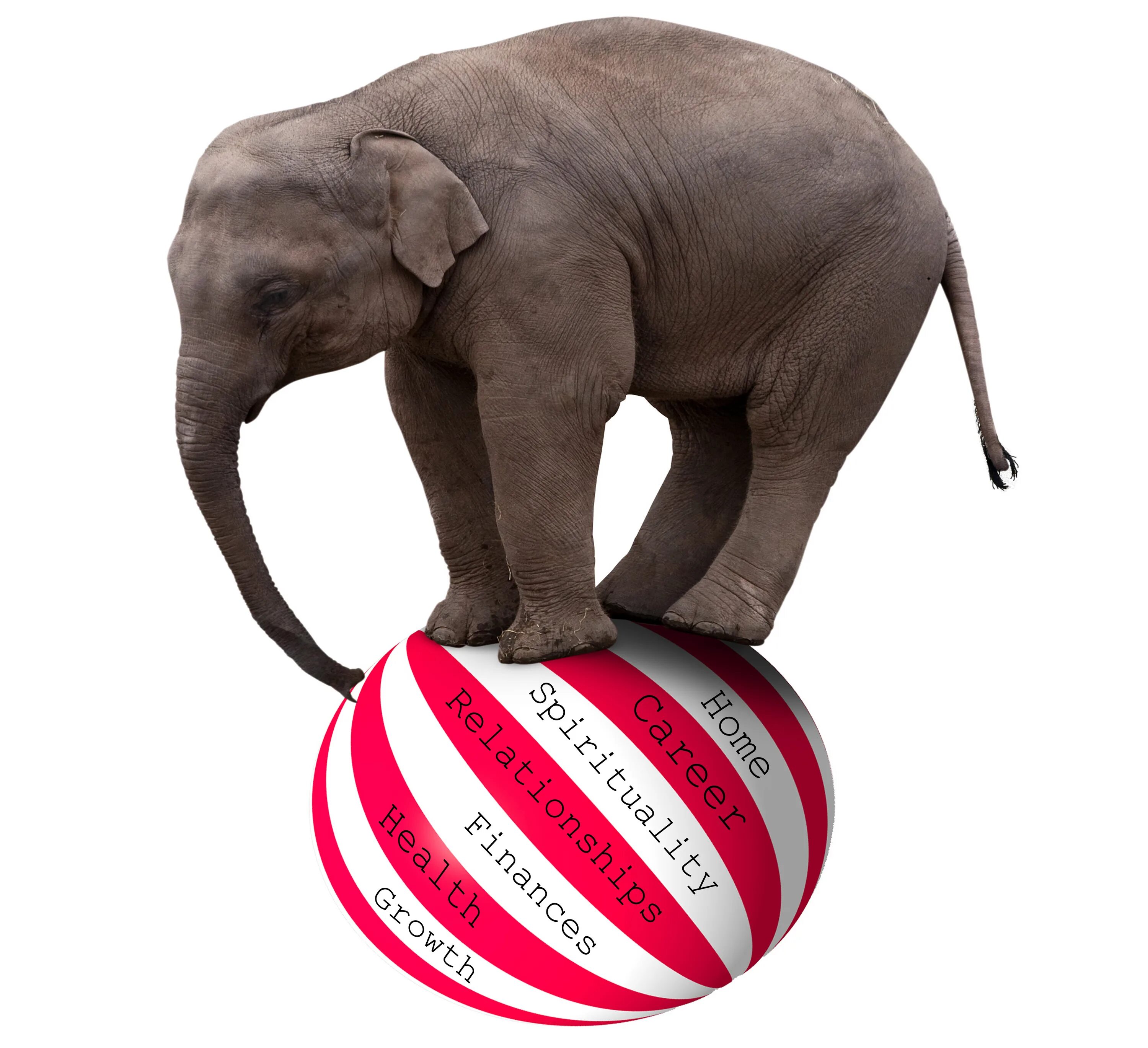 Цирк на шаре. Слон на шаре. Слон на мяче. Цирковой слон. Цирковой слон на шаре.