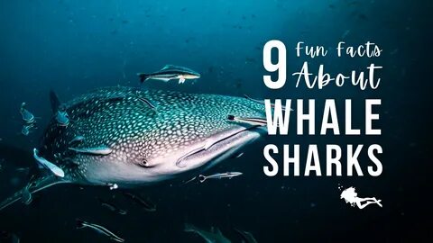 Want to learn some fun facts about whale sharks? 