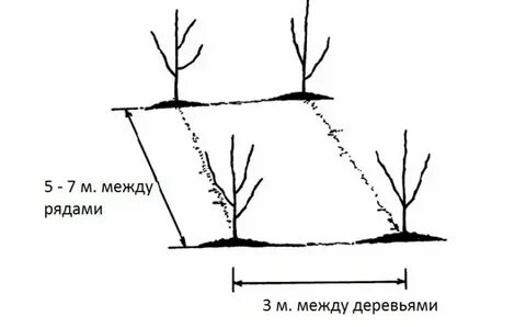 Расстояние между яблонями