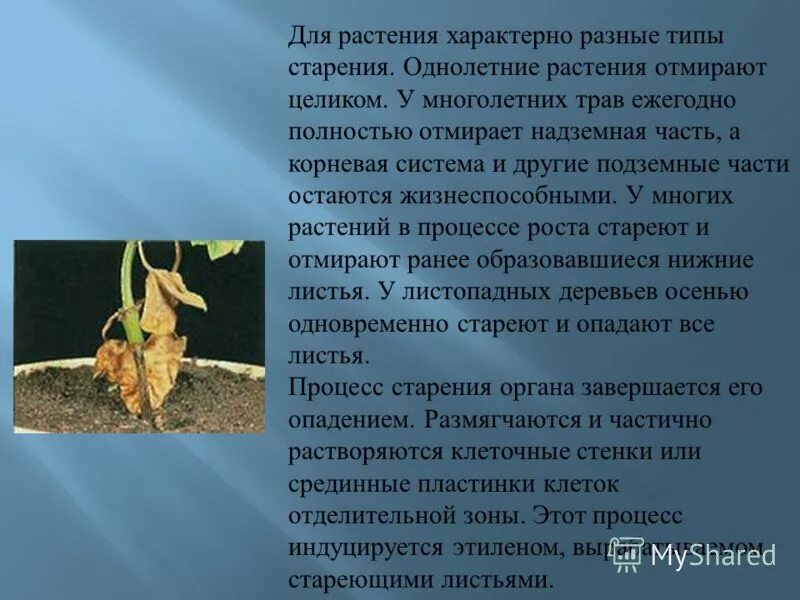 основные признаки царства растений. для растений характерн. выберите признаки растений. признаки характерные только для растений. для растений характерно.