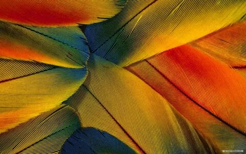 Colourful feathers