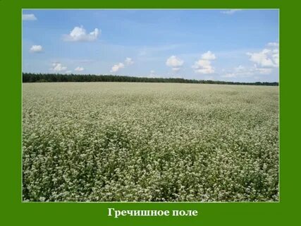 Ах поле поле что растет