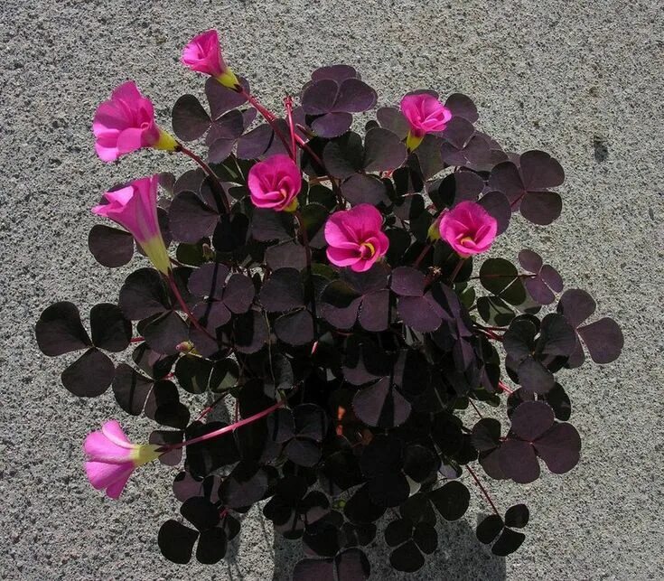 Кислица как ухаживать. Кислица оксалис. Оксалис purpurea Garnet. Oxalis purpurea Garnet. Кислица пурпурная (Oxalis purpurea).