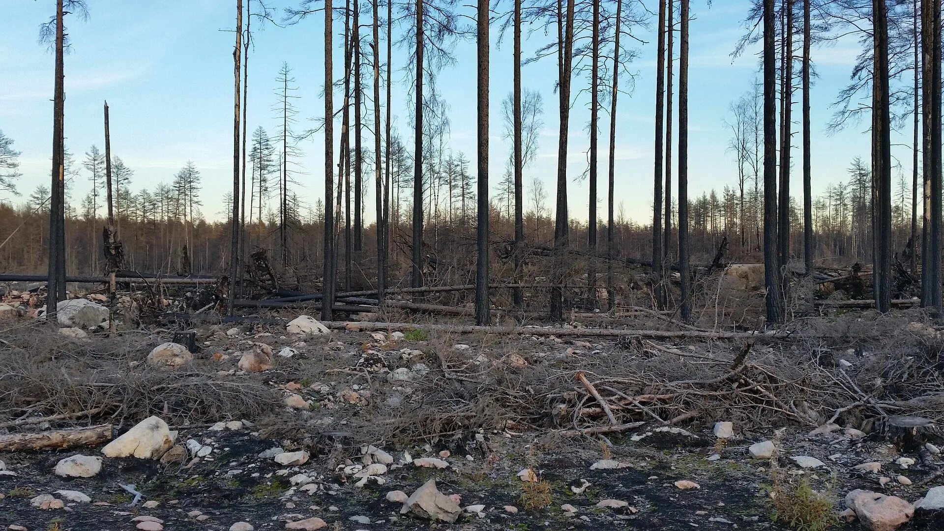 Восстановление елового леса после пожара. Лес после пожара. Выгоревшие леса. Деревья после пожара. Лес до пожара и после.
