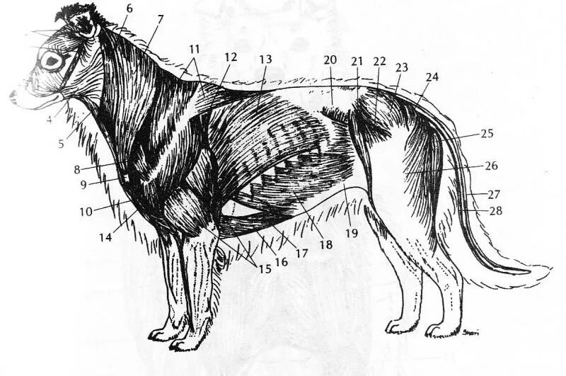 Мускулатура собаки схема. Анатомия псовых. Зубчатая вентральная мышца собаки. Мускулатура добермана анатомия. Мускулатура млекопитающих