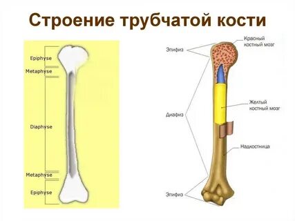 Трубчатая кость тест аккредитация