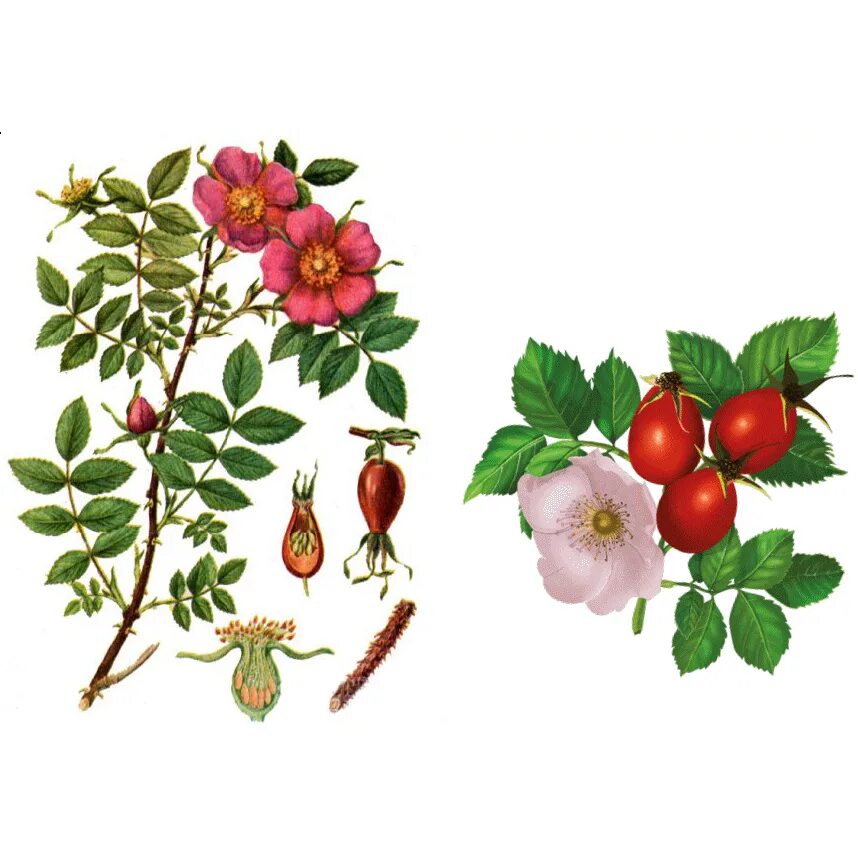 Шиповник кустарник характеристика. Форма растения шиповника. Rosa jundzillii bess. Шиповник майский строение. Шиповник коричный строение.