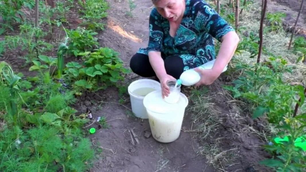 Можно огурцы с молоком. Подкормка томатов в огороде молоко. Удобрение молоком для помидор. Удобрение и подкормки для огурцов. Сыворотка для помидор подкормка.